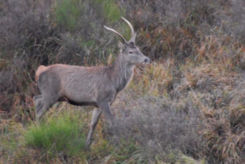 PASSIONE PER IL CERVO